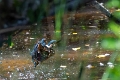 teich0923 (6)